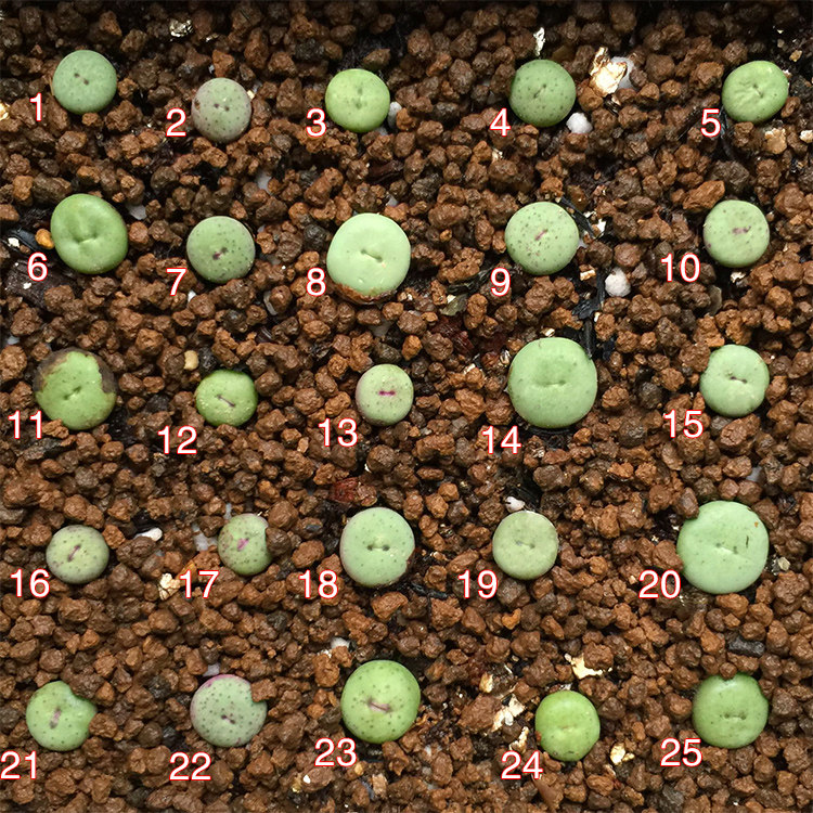 肉锥小红多肉植物15年嘴大小型sub种易群生多肉植物