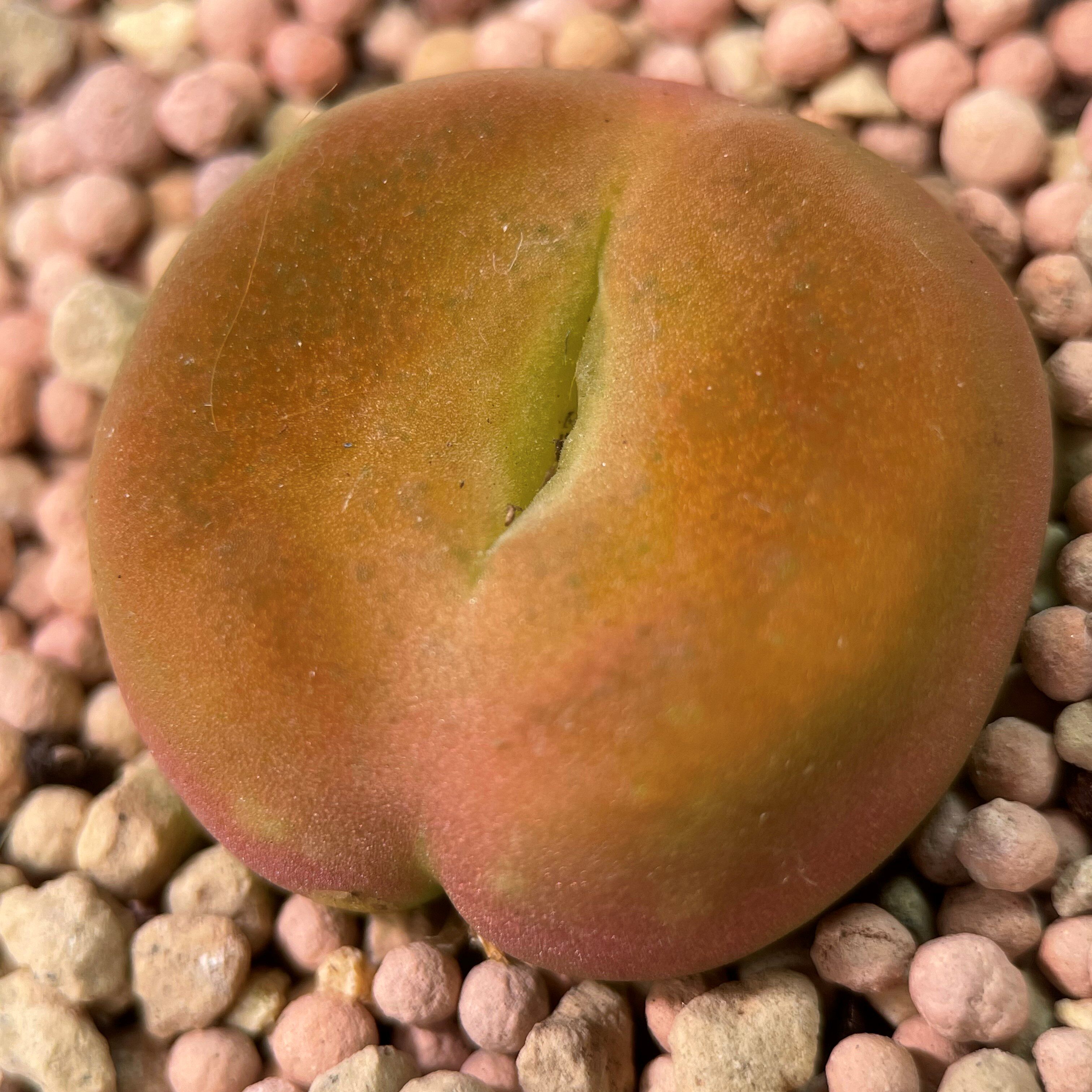 多肉番杏毛汉尼超级蟠桃柿饼mg18002扁平橘红色10年多肉植物