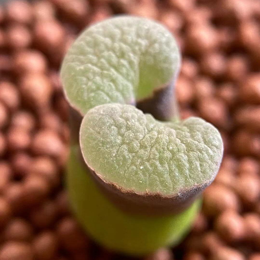 大型风铃多肉植物肉锥磁铁雪花caroliy1917banke多肉植物