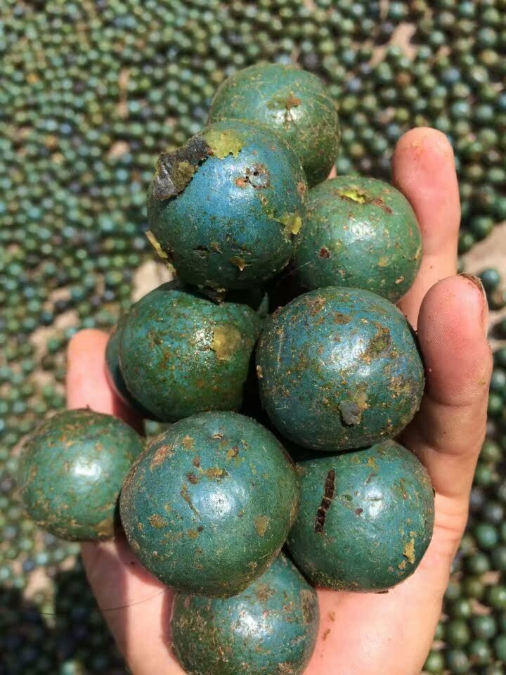 尼泊尔精品菩提提子带皮大金刚原籽批发料以上新鲜果佛珠