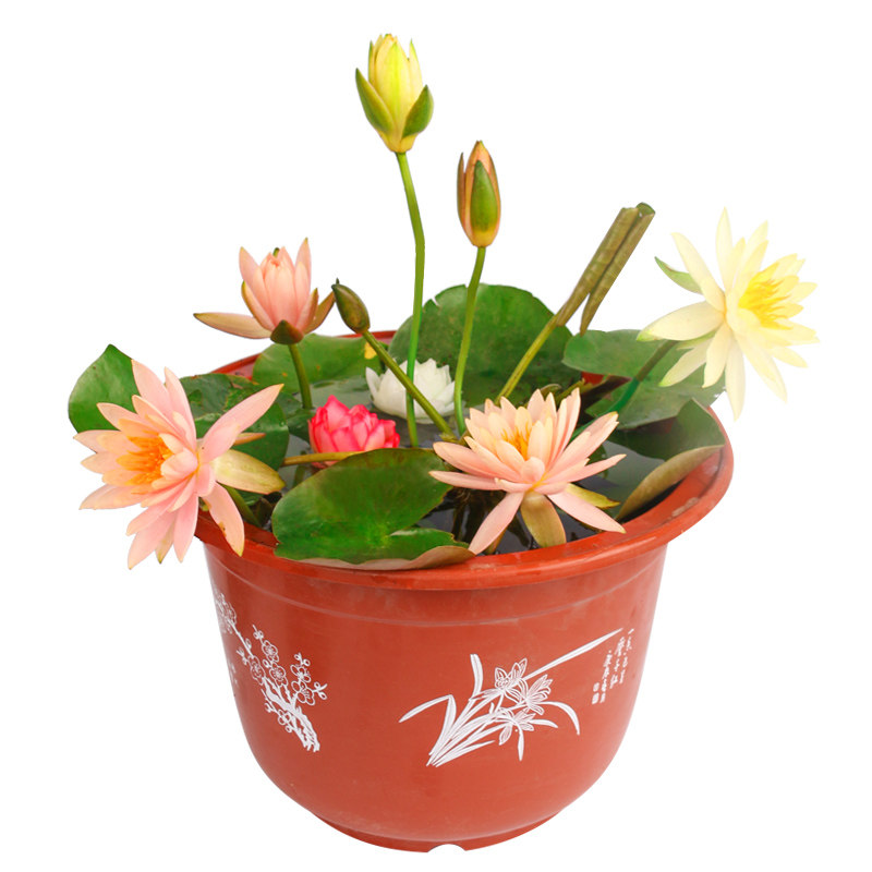 碗莲 水培植物 碗莲花种子迷你睡莲 碗莲盆栽四季桌面小绿植花卉