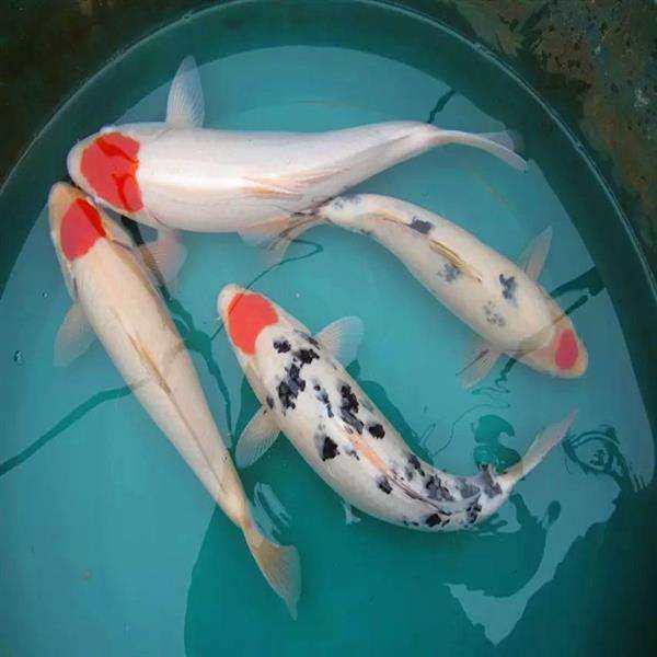 锦鲤丹顶精品三色三丹鱼