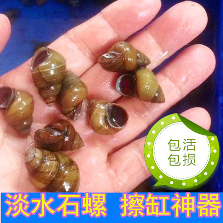 淡水石螺活体田螺鱼缸清洁水蜗牛淡水冷水原生水族宠物除藻观赏螺