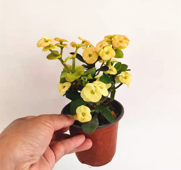 黄花虎花虎刺梅带花大叶大花麒麟海棠四季开花时令草本花卉