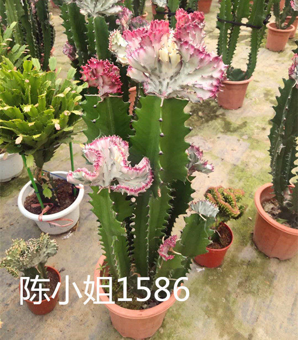 五彩麒麟龙骨春风大型室内盆栽植物包邮绿植