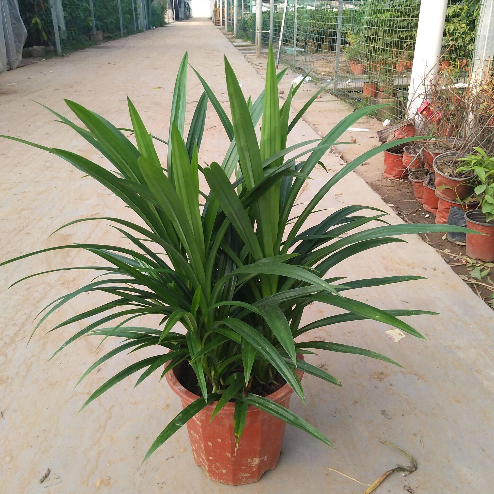 大淘人折扣商城 居家 香兰叶盆栽斑斓叶盆栽苗香兰叶