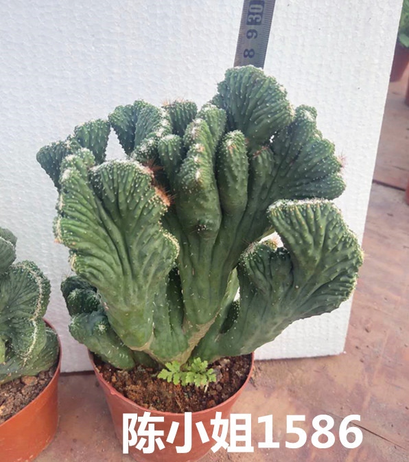 五指五指山山大仙人掌绿植花卉多肉植物多肉植物
