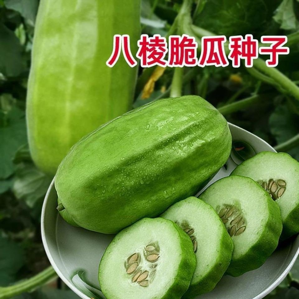 种子八棱脆瓜甜瓜瓜籽菜瓜烧瓜黄河脆生生吃家庭园艺种子