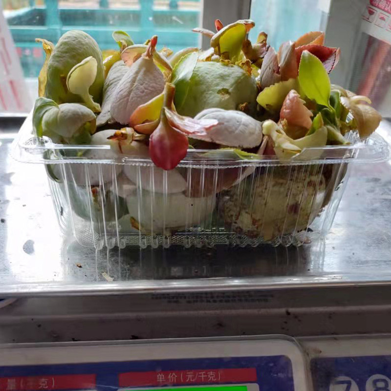 浙江农家现摘茶包茶泡果子茶桃茶耳茶片混合其它