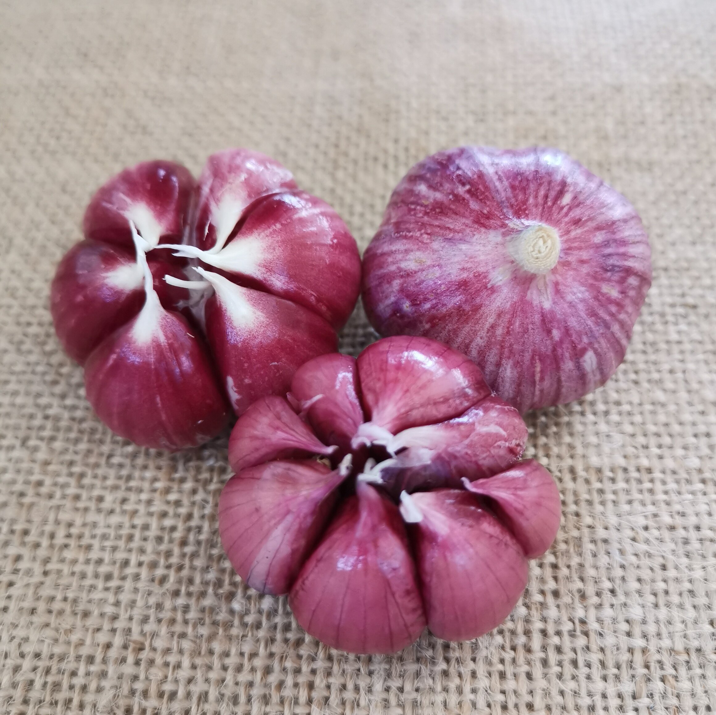 2020年云南紫皮蒜湿蒜新鲜大蒜头 糖醋鲜蒜头现挖2斤腊八新鲜湿蒜