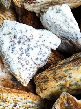 山西道地农产品五花龙骨非锻药材