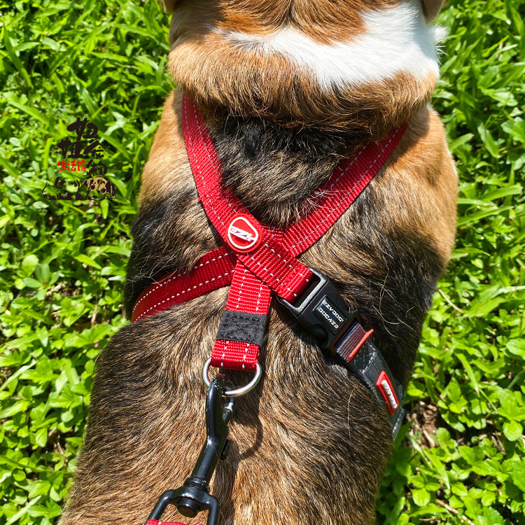 胸背澳洲ezydog狗狗背带牵引挣脱舒适轻便八字狗牵引绳