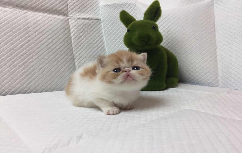 瑶瑶名猫#cfa加菲猫幼猫异国短毛纯种已到新家猫咪