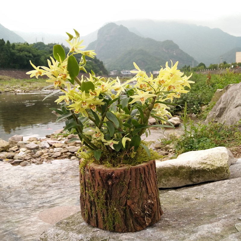 石斛澳洲香水红花浙江铁皮盆栽木桩花苞室内绿植