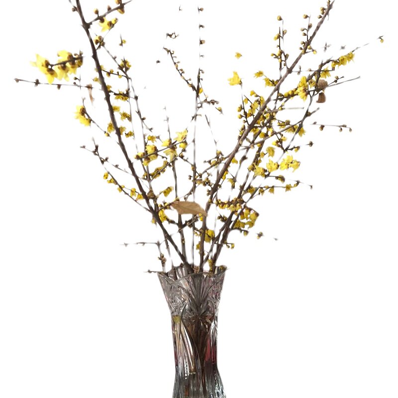 水养腊梅鲜花插花鲜切花花花枝枝条干枝蜡梅花卉