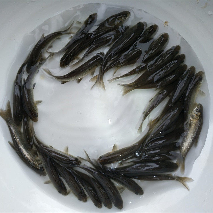 鱼苗青鱼食用草鱼乌鲩鱼黒养殖螺丝螺蛳淡水鱼