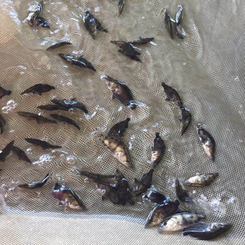 鱼苗鳜鱼桂鱼桂花淡水翘嘴肉食性路亚季花鱼贵鱼