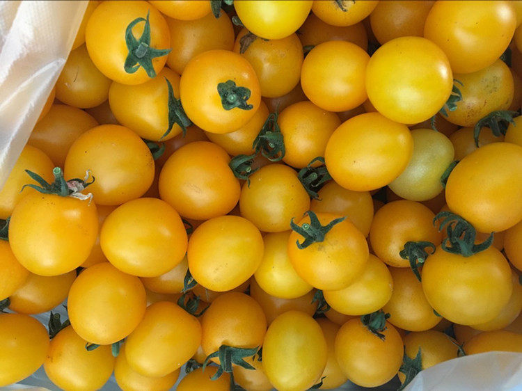 黄色新鲜黄番茄番茄圣女果小番茄西红柿450g江浙沪5件其它