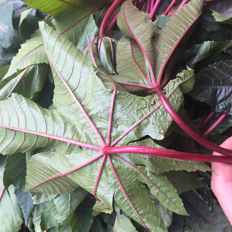 蓖麻麻叶现摘新鲜子叶红杆麻子中草药材其他药食同源食品