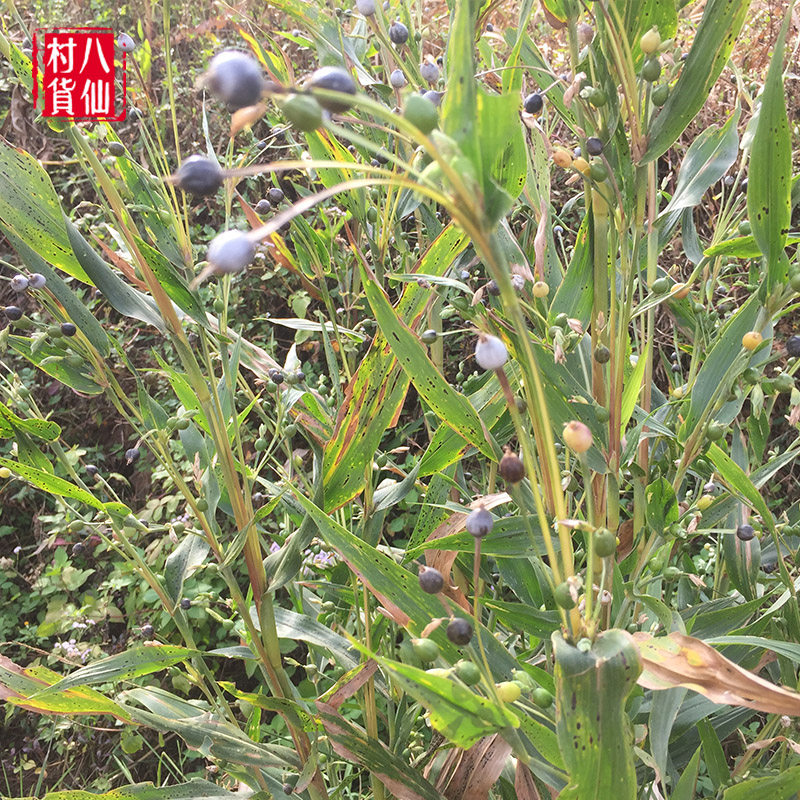 新鲜薏苡珠子全草广西中草药打碗玉米念珠六谷其他药食同源食品