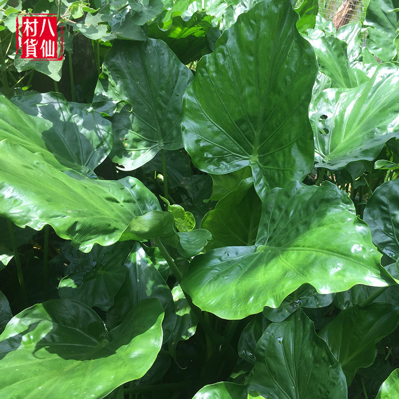 新鲜尖尾芋野生假海芋中草药老虎芋卜芥大麻芋观赏观音莲姑婆芋