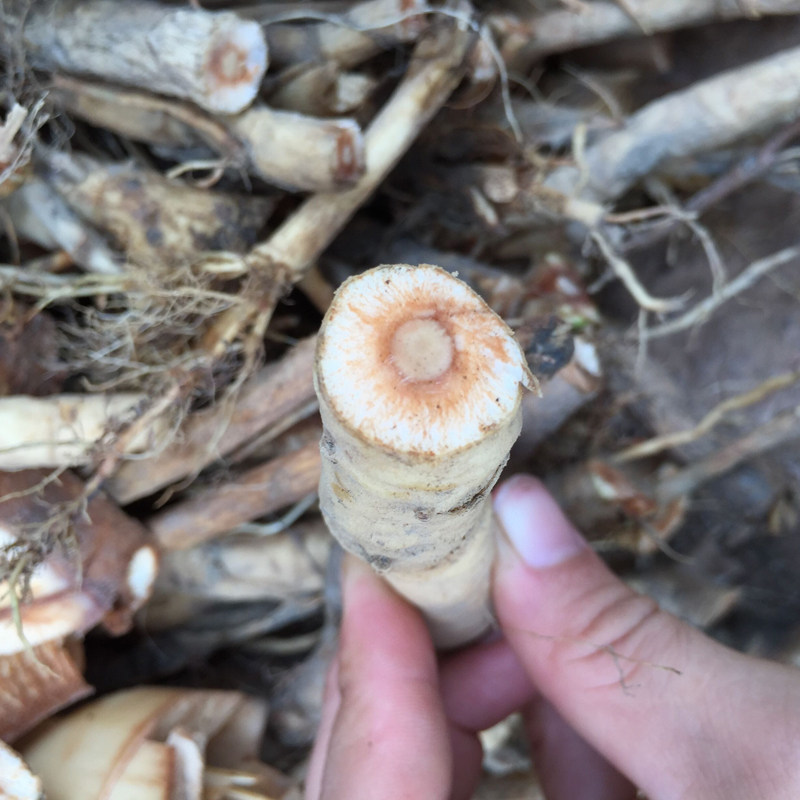 现挖新鲜水杨梅根水团花水杨柳纯根绣球中草其他药食同源食品