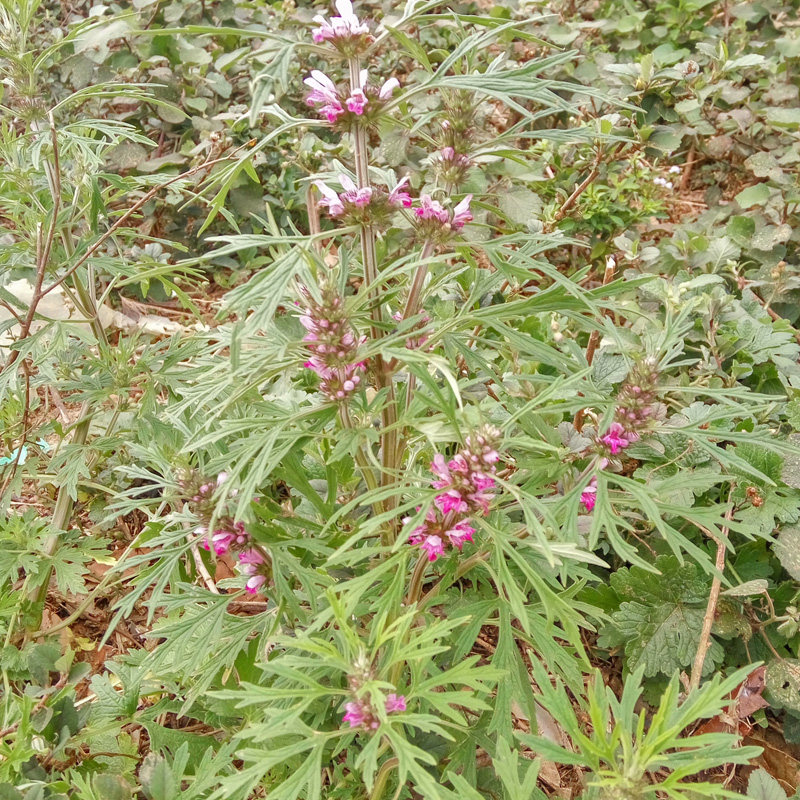 益母草益母新鲜现采全草中草药艾红红花艾铁麻干其他药食同源食品