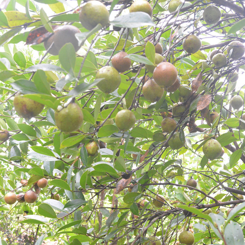 5斤新榨茶物理冷榨茶枯片洗头茶籽洗发粉茶籽饼多用途清洁剂