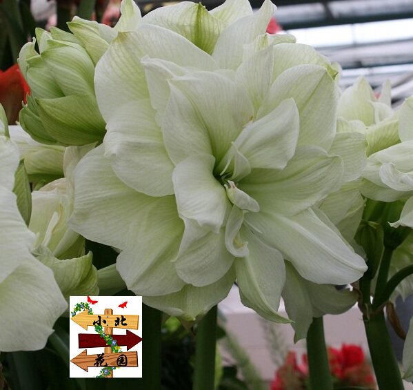 [现货种下出花箭]朱顶红 玛丽琳/天使 黄绿大花