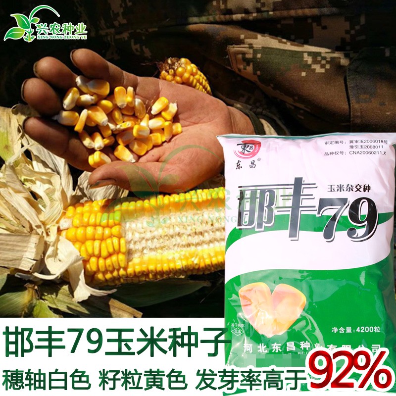 玉米种子大田高产饲料邯丰杂交黄玉米包衣玉米棒家庭