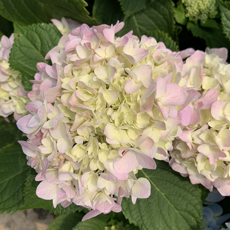 绣球花盆栽花卉绿植进口洋绣球花无尽夏开花植物四季带花苞发货