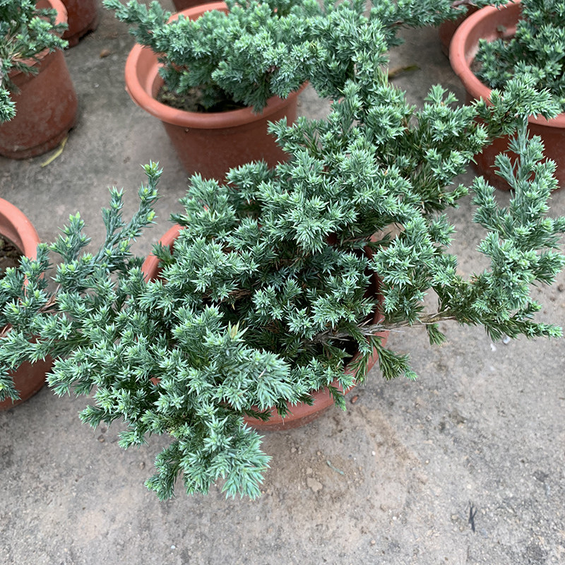爬地柏矮桧匍地柏偃盆栽四季常绿室内盆景吸收绿植