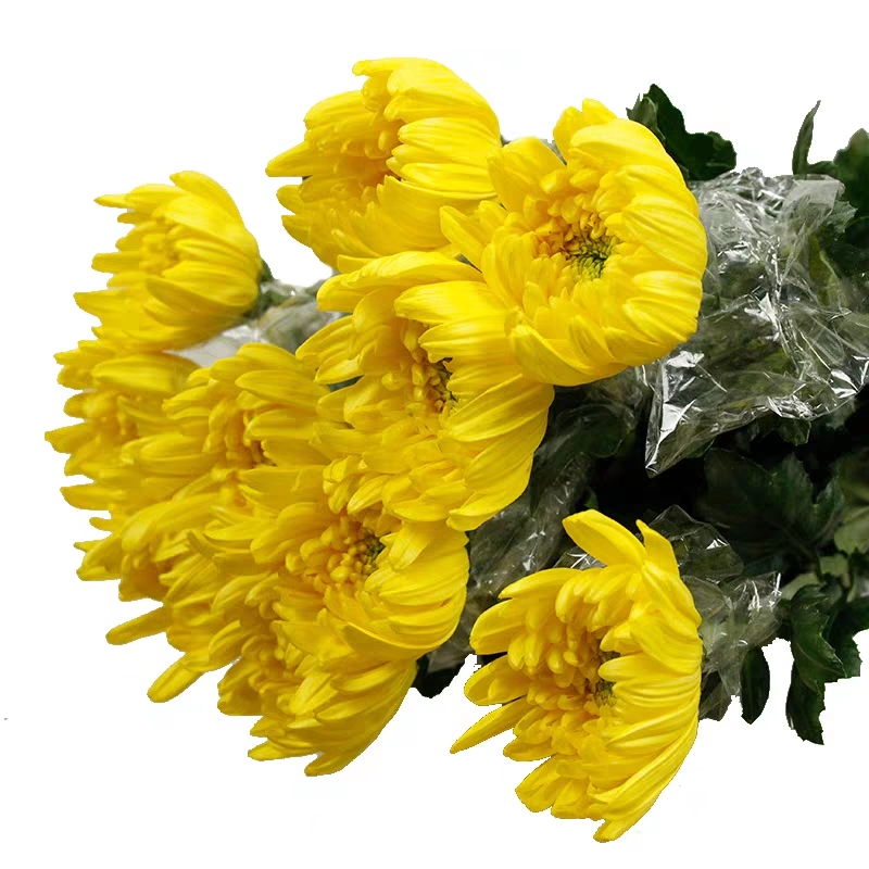 鲜花菊花清明节单支白事丧事供佛祭奠天津同城鲜花速递同城
