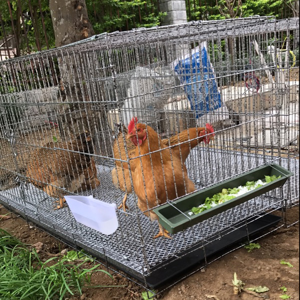 庭院养鸡二十只鸡笼图片