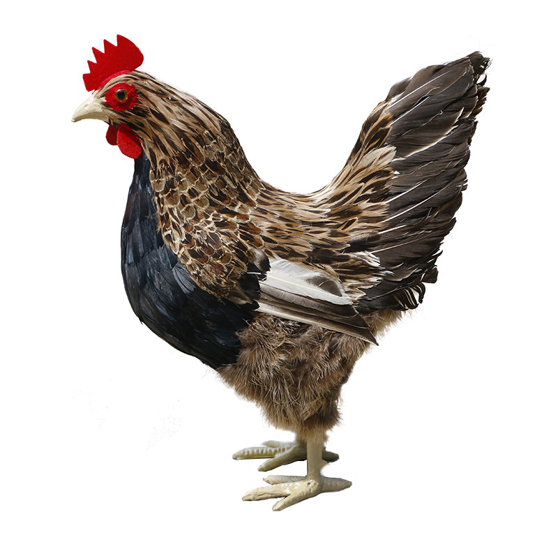 仿真动物公鸡母鸡模型玩偶羽毛家禽孵蛋蛋鸡摆件