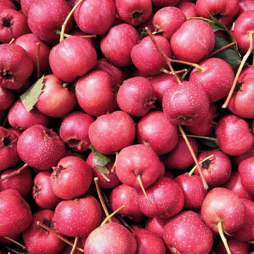 山楂新鲜沂蒙沂蒙山甜红天然野生小山山里山里红山楂类制品