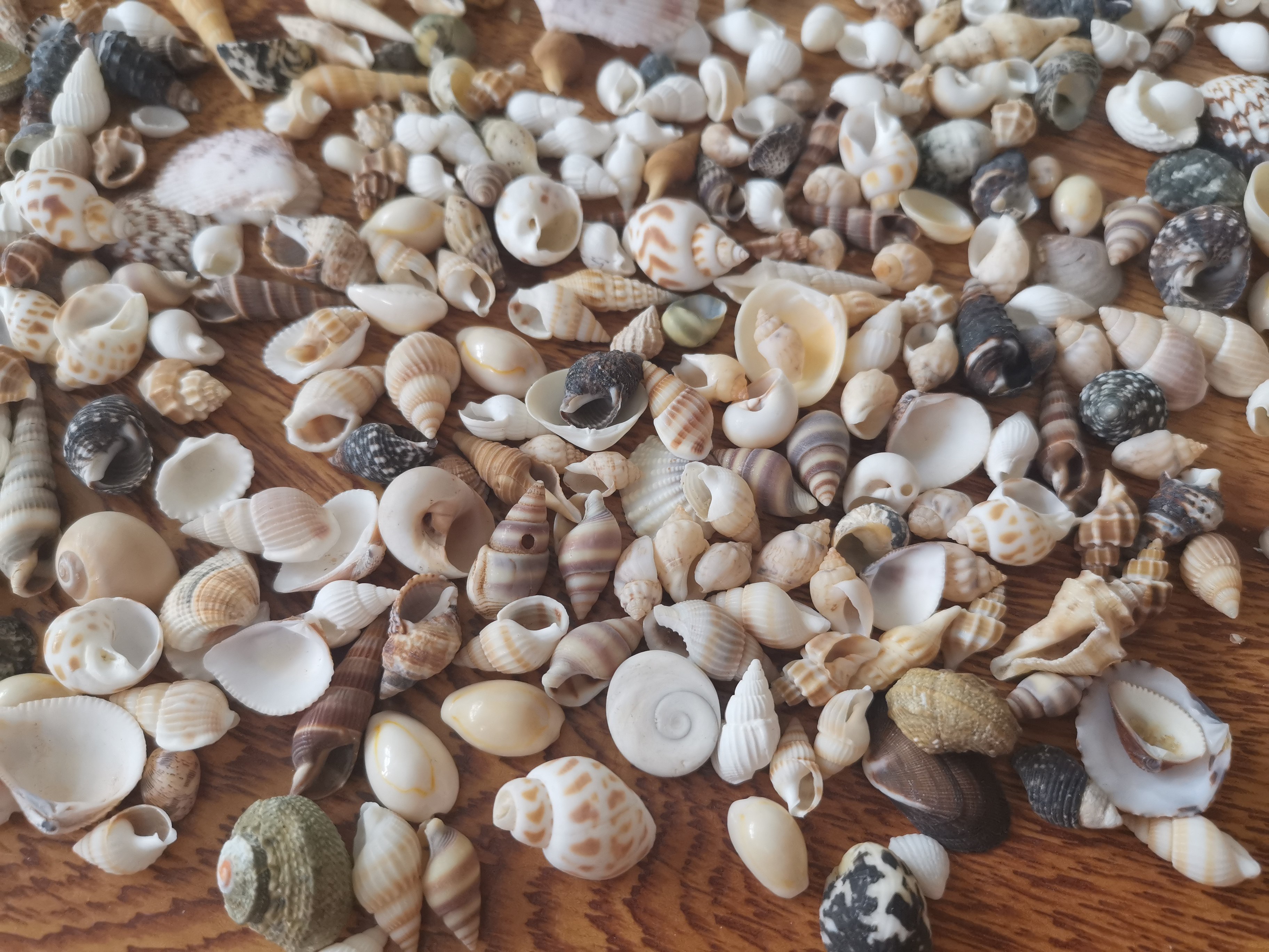 天然无染染色迷你小海螺贝壳套装手工材料滴胶海螺