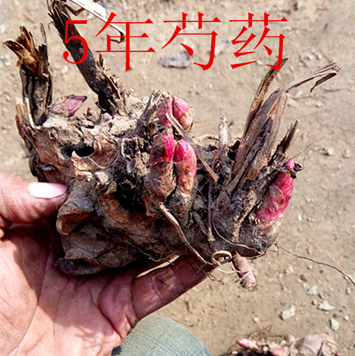 芍药种根白芍赤芍阳台盆栽地栽花卉可大量种植药用芍药