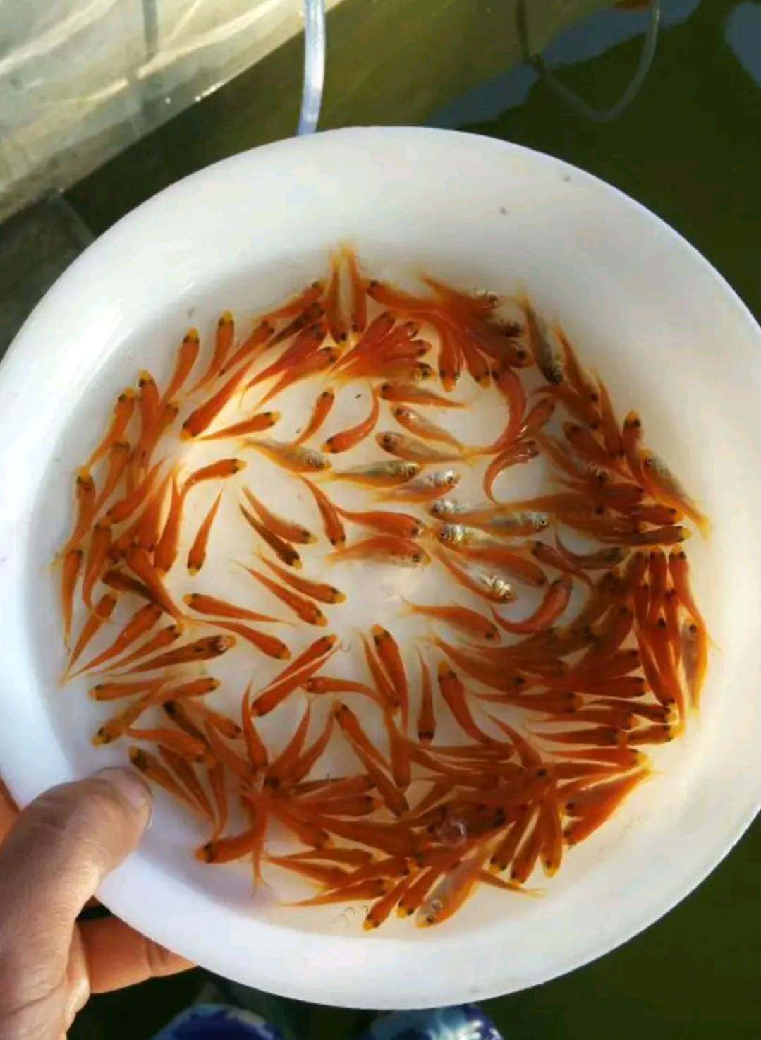 红鲤鱼苗淡水养殖冷水红鲤鱼兴国红鲤鱼观赏活体放生荷包红鲤