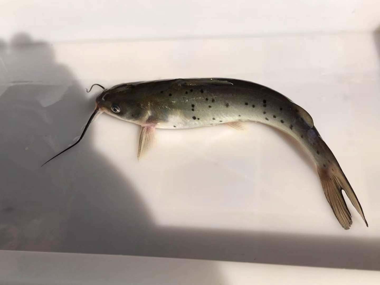 鱼苗叉尾斑点回鱼活体包活包邮好养殖鱼