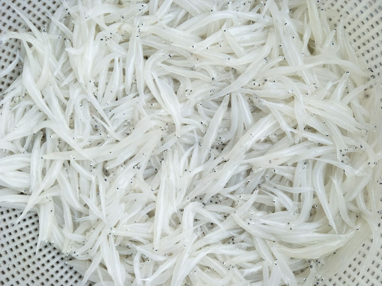 银鱼 新鲜银鱼速冻淡水小银鱼比银鱼干鲜 安徽水特产宝宝辅食用鱼