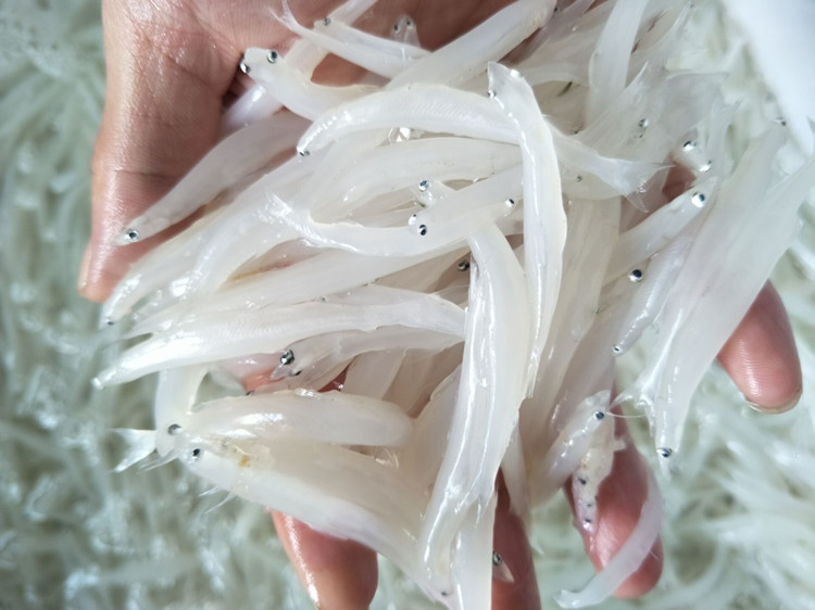 银鱼 新鲜银鱼速冻淡水小银鱼比银鱼干鲜 安徽水特产宝宝辅食用鱼