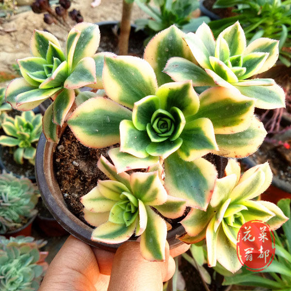 多肉植物 星爆法师 星爆老桩 含一物一拍 特价限量
