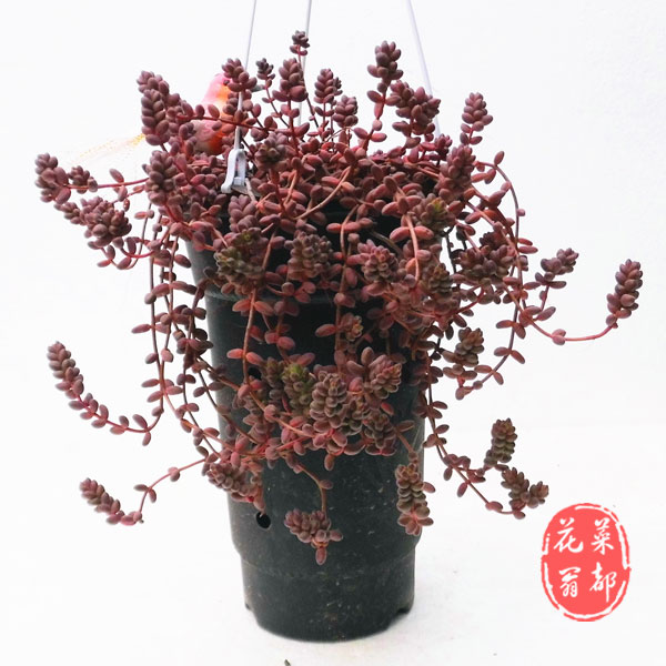 多肉植物 珊瑚珠 悬崖老桩大盆 一物一拍 双11特价
