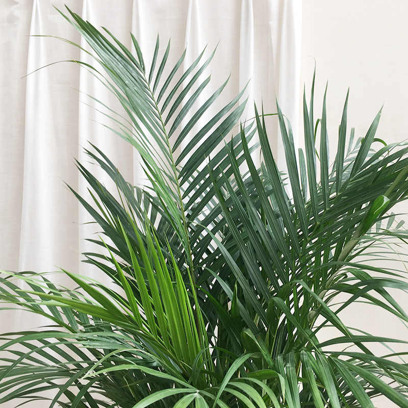 散尾凤尾植物室内客厅大型盆栽夏威夷椰子办公室大型绿植