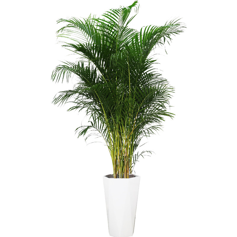 散尾凤尾植物室内客厅大型盆栽夏威夷椰子办公室大型绿植