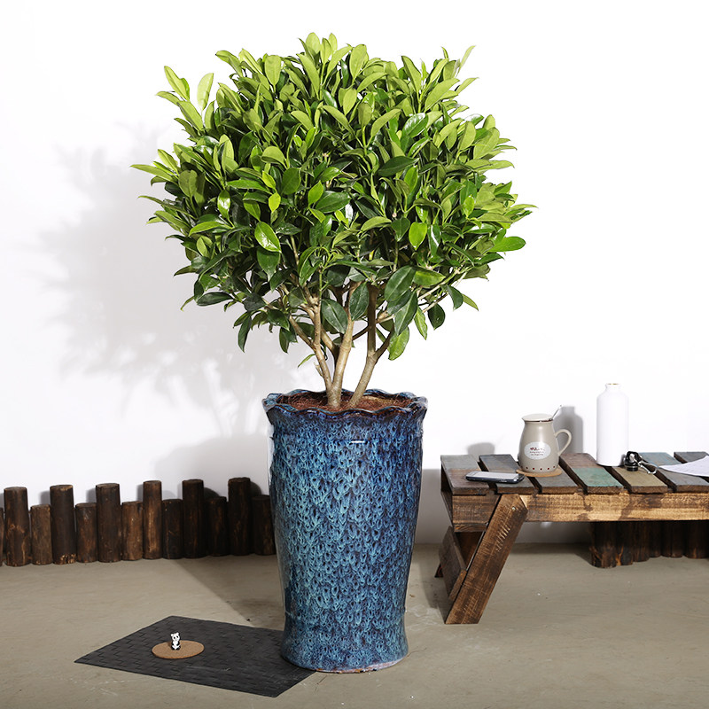 芳心室内植物盆栽非洲茉莉花办公室客厅甲醛净化空气绿植