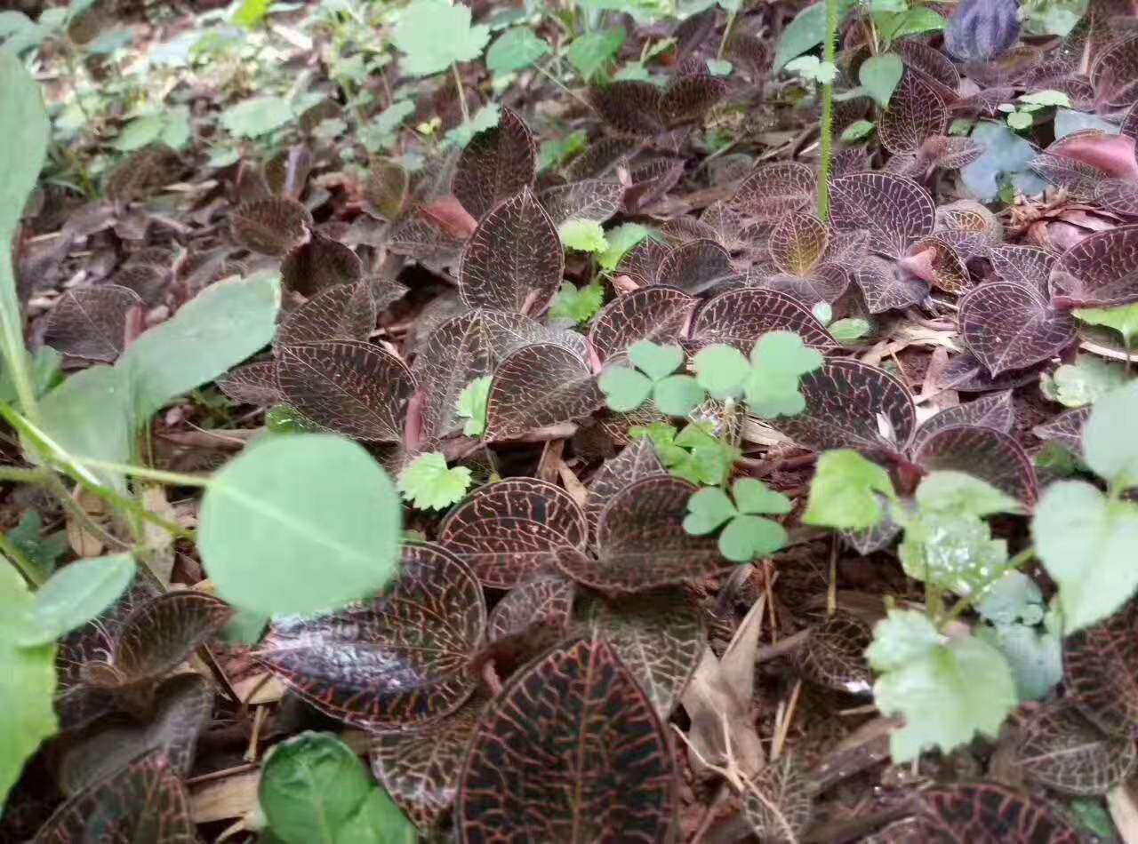 金线莲50克清热痰多咳嗽可当茶叶泡着喝也可煲汤当炖料