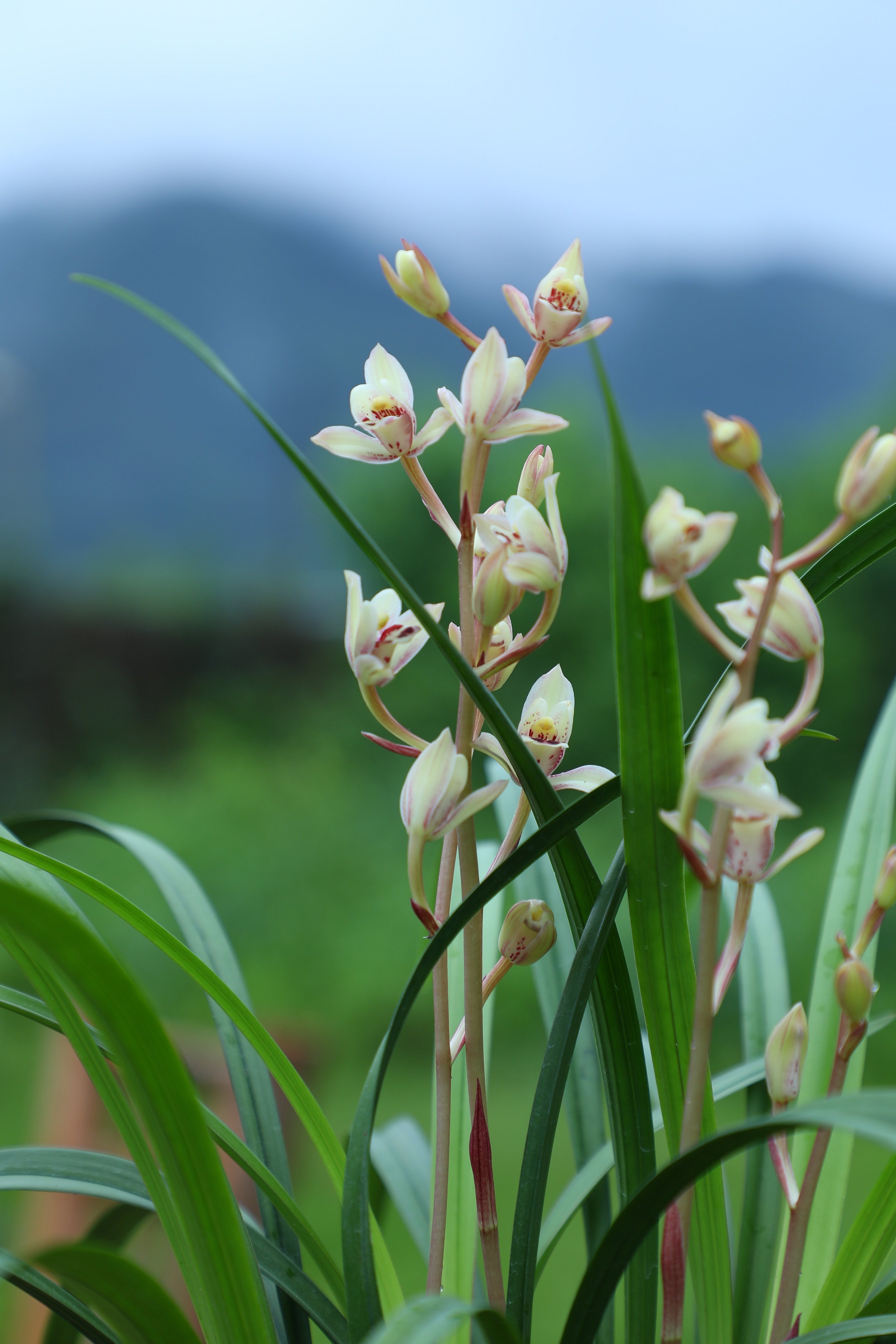 【冯达锋国兰】兰花苗 建兰花仙子,荷塘仙子粉红荷
