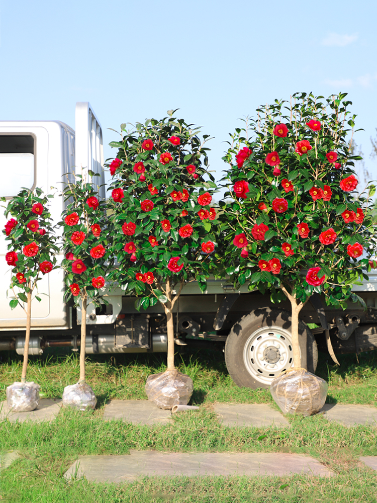 茶花高杆树耐树苗庭院耐寒四季常青风景别墅花卉